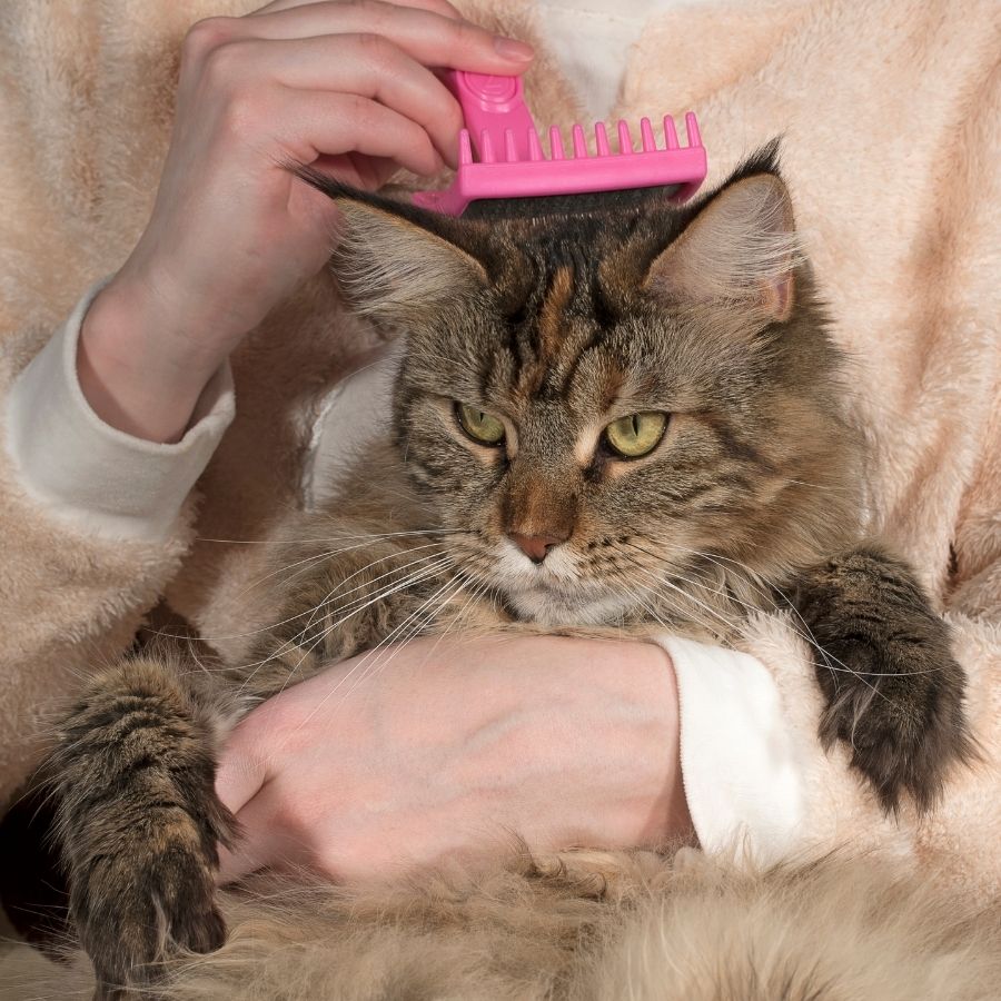 cepillar mascota en casa