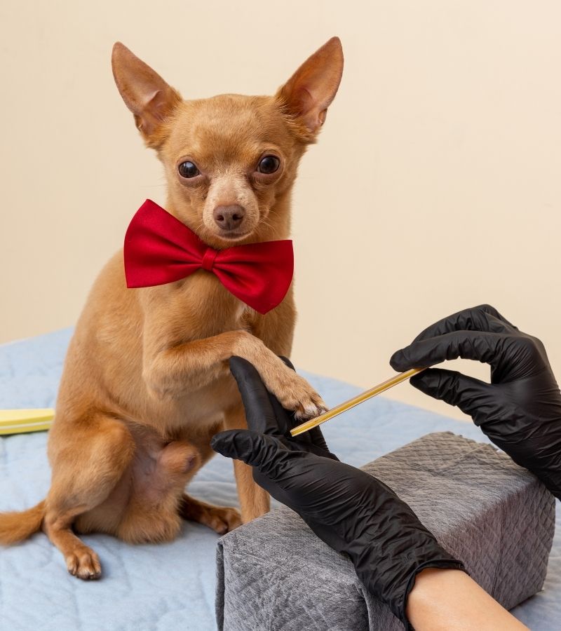 corte de uñas perros y gatos eibar mendaro deba elgoibar