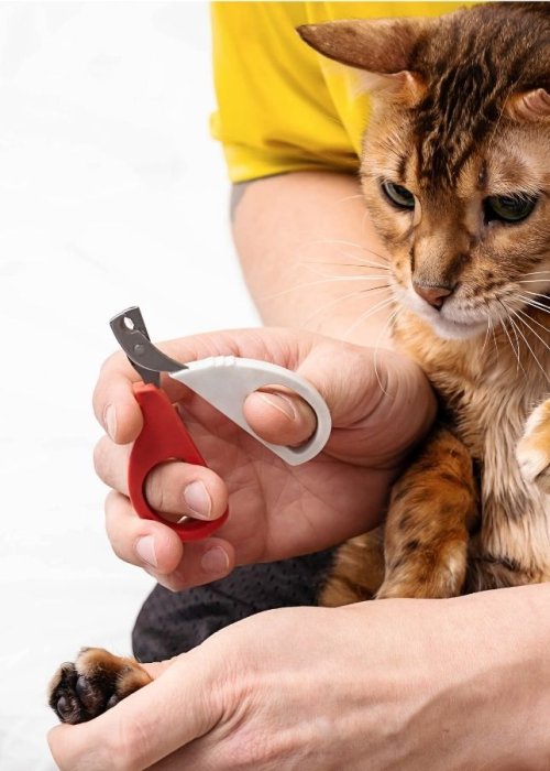 corte uñas gato profesional peluquería mascotas guipuzcoa