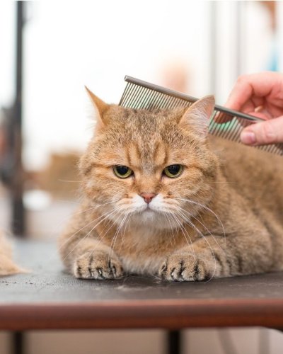 cuidado mascotas gipuzkoa peluquería profesional
