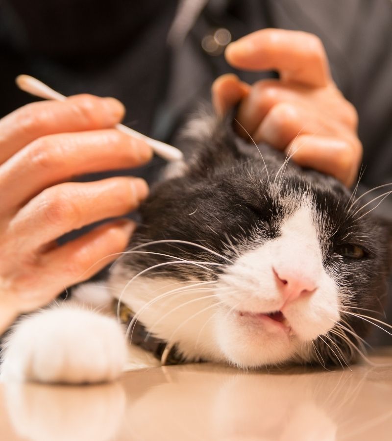 limpieza oidos mascotas peluquería