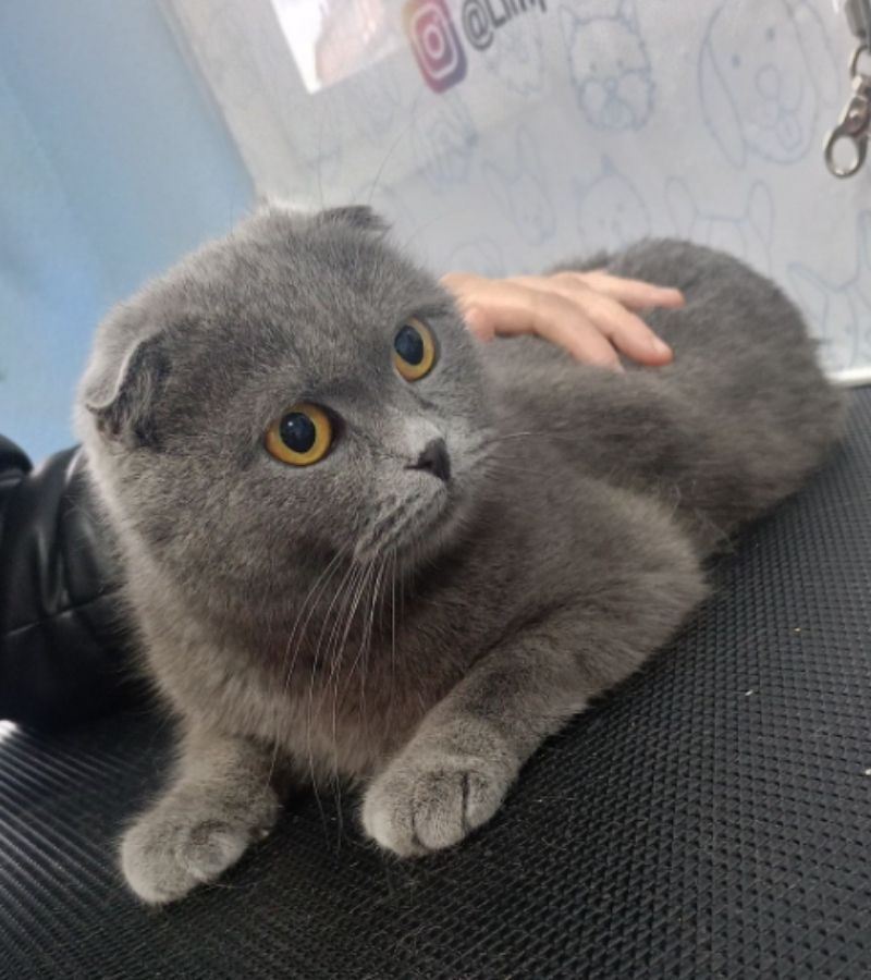 gatos cuidado piel sensible